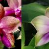 Phalaenopsis (Gigabell ‘Kung Sir’ x Mituo Prince ‘BB’)