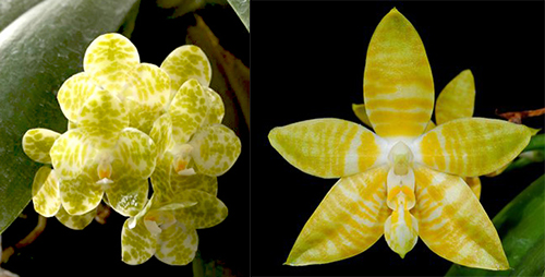 Phalaenopsis gigantea alba x amboinensis flava