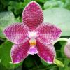 Phalaenopsis gigantea 'KF#8' x Ho's Kungfong Glory 'KF'