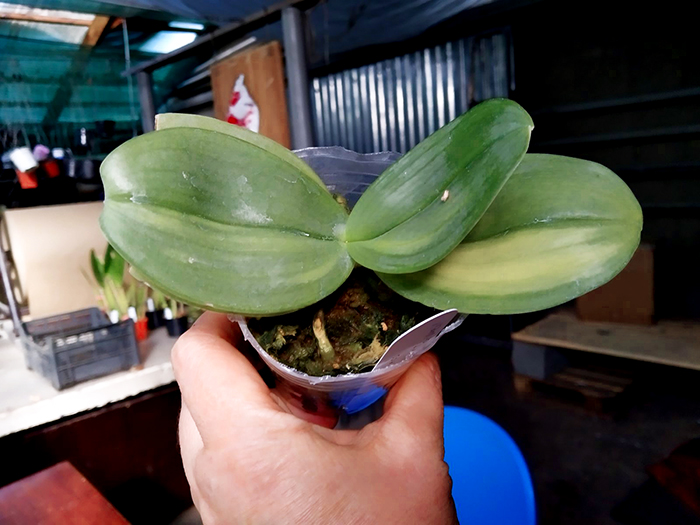 Phalaenopsis gigantea variegata