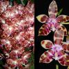 Phalaenopsis gigantea x Corie