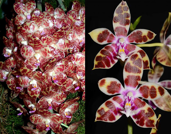 Phalaenopsis gigantea x Corie