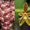 Phalaenopsis gigantea x cornu-cervi