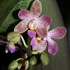Phalaenopsis gigantea x lindenii