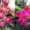 Phalaenopsis gigantea x lueddemanniana 'Joy' Mindanao type
