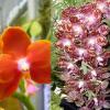 Phalaenopsis gigantea x Mituo Coral Mambonosa