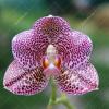 Phalaenopsis gigantea x Mituo Sun