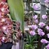 Phalaenopsis gigantea x schilleriana