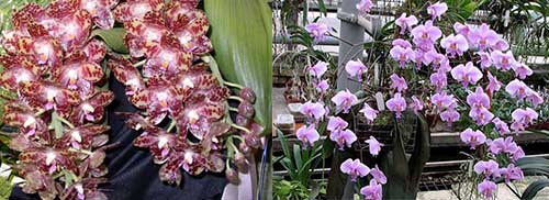 Phalaenopsis gigantea x schilleriana