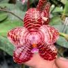 Phalaenopsis gigantea x Tainan's Ambonan 'Eddy'