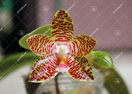 Phalaenopsis gigantea x Yaphon Sir