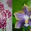 Phalaenopsis gigantea 'M#1' x Mituo Reflex Dragon 'Blue -2' AM/AOS