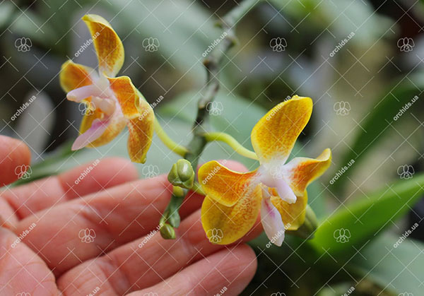 Phalaenopsis Golden Butterfly (venosa x celebensis)