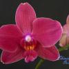 (Phalaenopsis Golden Sun x Phalaenopsis Brother Danseuse) x Doritis Chian Huey Rose