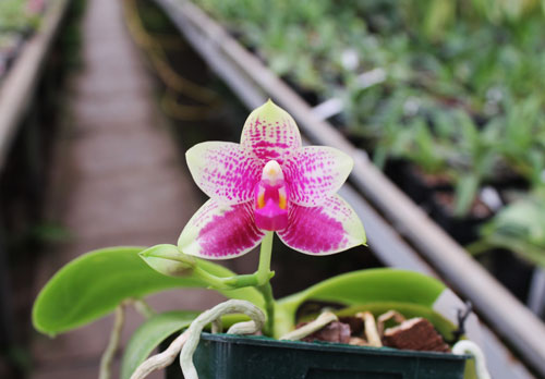 Phalaenopsis Grosbeak