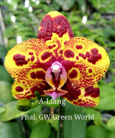 Phalaenopsis GW Green World