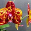 Phalaenopsis GW Green World (S-509)