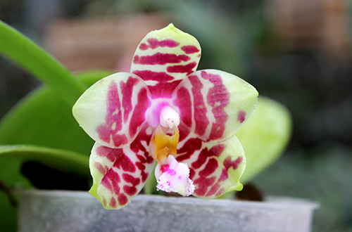 Phalaenopsis Hannover Passion 'Ching Ruey'  x Jong's Red Cherry '#2'