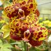 Phalaenopsis Haur Jih Princess 'Python'