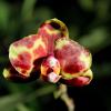 Phalaenopsis (Haur Jin diamond-Sogo Manager)'#1' x Yaphon Goldnight '#3'