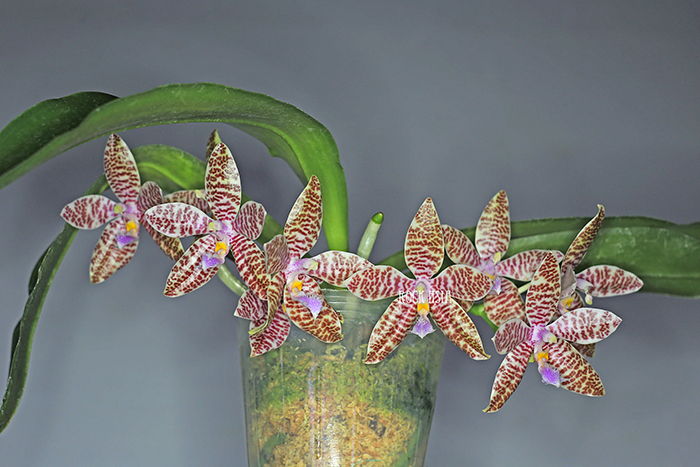 Phalaenopsis hieroglyphica 'Hsia 2205 x 2206'