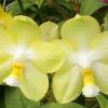 Phalaenopsis Ho's Dreamy Jade 'Peter'