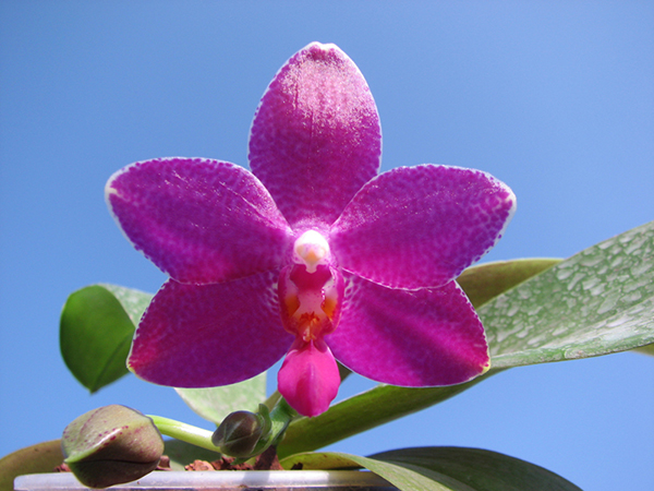 Phalaenopsis Ho's Lovely Amethyst