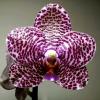 Phalaenopsis (Hsinying Fanjo x Mituo Sun) Eddy