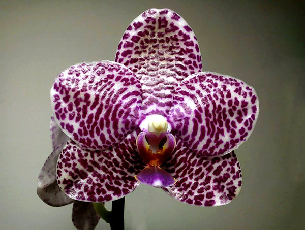 Phalaenopsis (Hsinying Fanjo x Mituo Sun) Eddy
