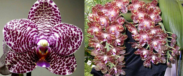 Phalaenopsis (Hsinying Fanjo x Mituo Sun) x gigantea