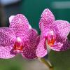 Phalaenopsis (Hsinying Fanjo x Mituo Sun) x Mituo Sun