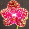 Phalaenopsis Hsinying Fanjo x Sogo Relex ’A-Liang’ (MC)