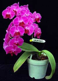 Phalaenopsis Hwafeng Redjewl 'Ruby'