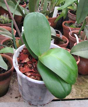 Phalaenopsis hybrid миниатюрный белый