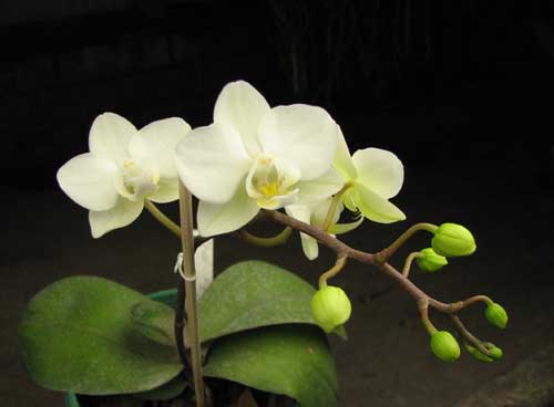 Phalaenopsis hybrid миниатюрный белый