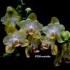 Phalaenopsis I-Hsin Bonjour 'Peloric #2'