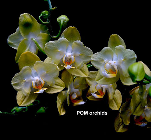 Phalaenopsis I-Hsin Bonjour 'Peloric #2'