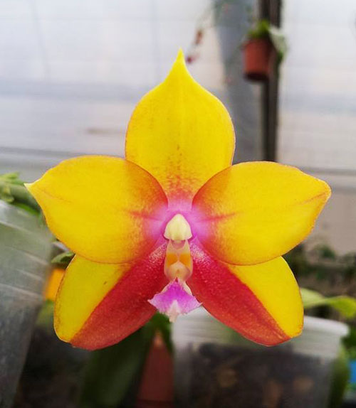 Phalaenopsis I-Hsin George - bellina x Dragon Tree Eagle