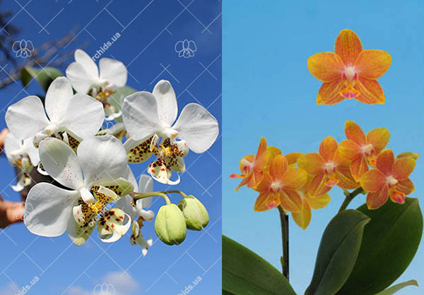 Phalaenopsis I-Hsin Samuel (stuartiana x I-Hsin Banana Dream)