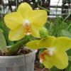 Phalaenopsis I-Hsin Sunflower 'Yellow'