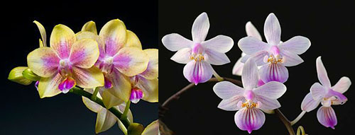 Phalaenopsis I-Hsin Venus x lindenii