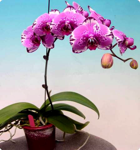 Phalaenopsis I-Lan Cat