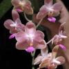 Phalaenopsis Javalin (javanica x lindenii)