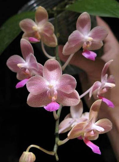 Phalaenopsis Javalin (javanica x lindenii)