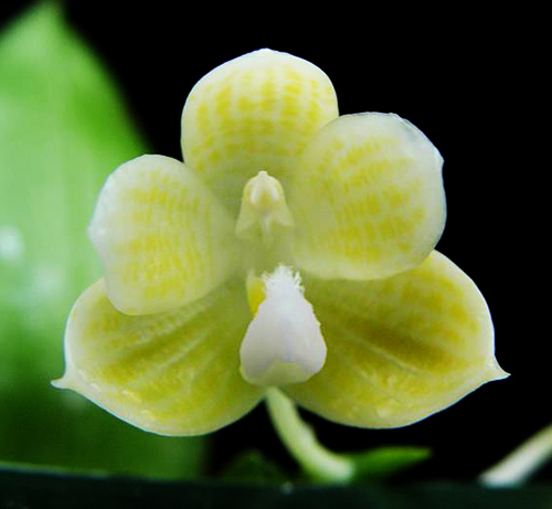 Phalaenopsis javanica alba
