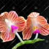 Phalaenopsis javanica