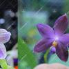 (Phalaenopsis javanica x Ld's Bear Queen) x (( tetraspis x speciosa) x violacea indigo)