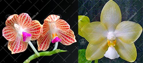 Phalaenopsis (javanica x Yungho Gelb Canary)