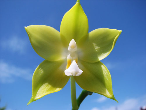 Phalaenopsis (Jennifer Palermo C-1 type x Ld's Bear Queen) 'flava'