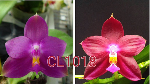 Phalaenopsis Chienlung Jewel Parrot